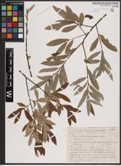 Foto von Salix aurita L. x Salix cinerea L. x Salix viminalis L.